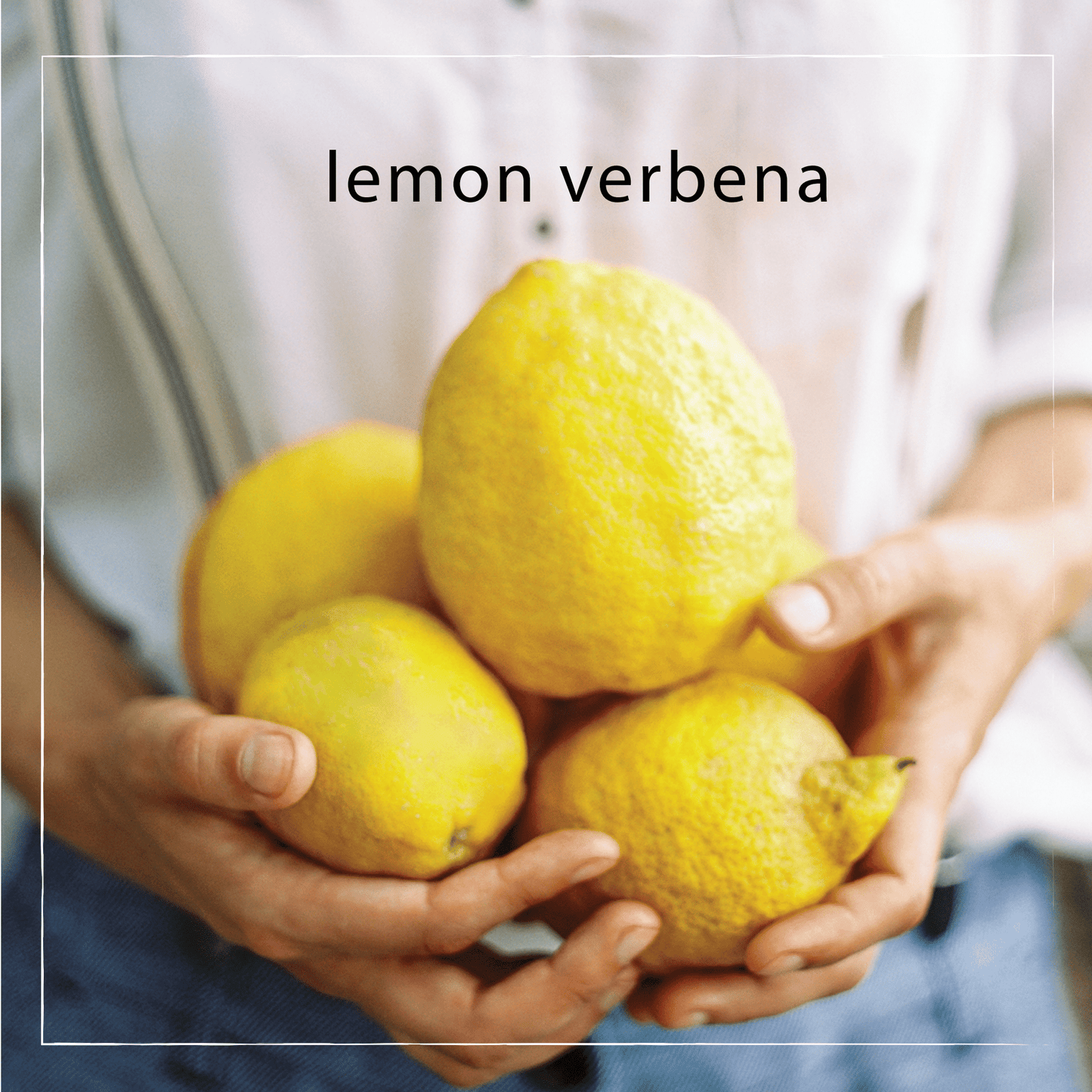 Lemon Verbena Shea Butter Bar Soap