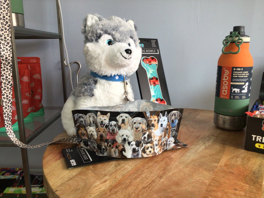 Dog portable water bowl